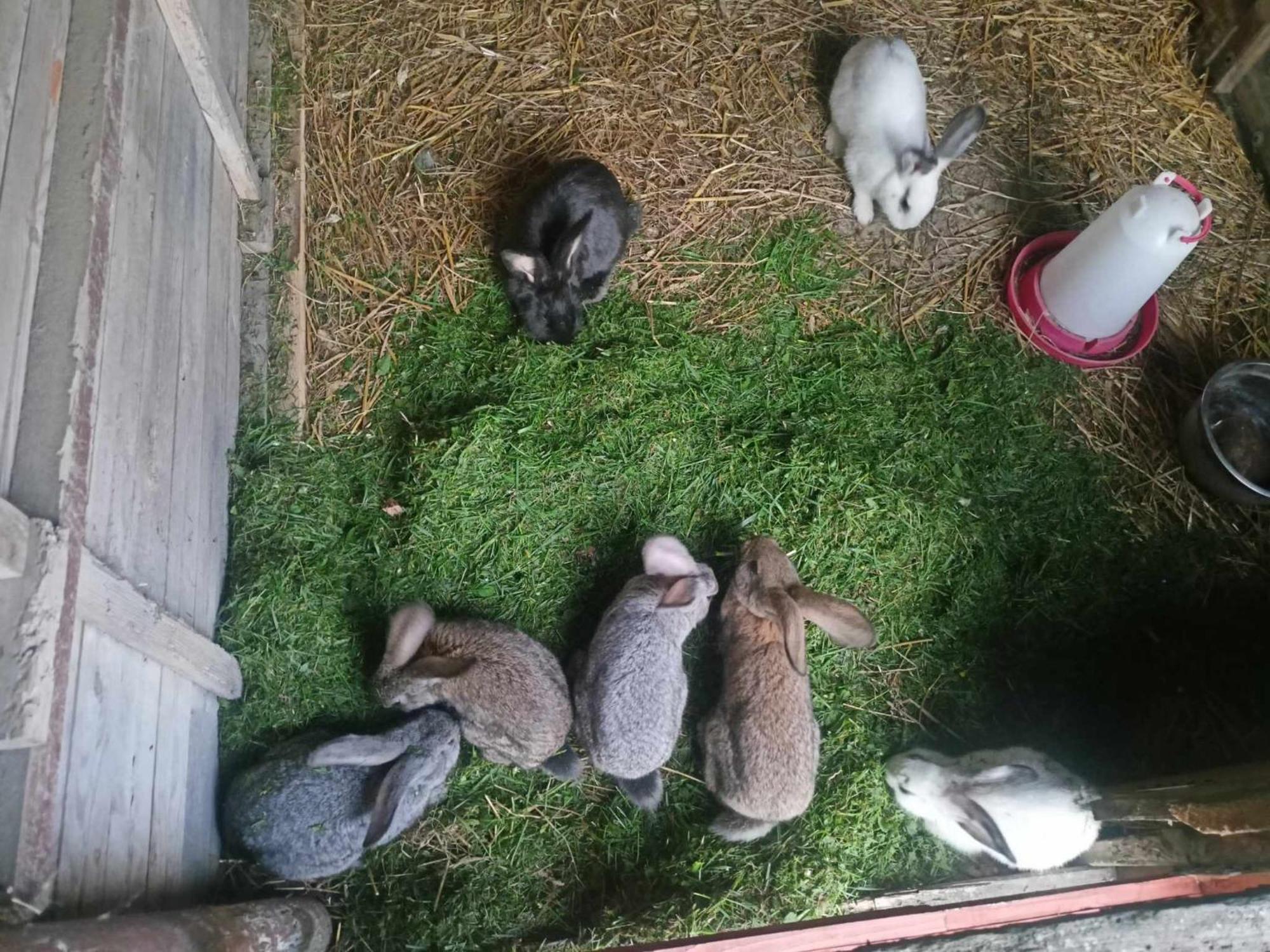 Malinowy Gaj - Agroturystyka Z Alpakami I Innymi Zwierzetami Swietajno  Exteriér fotografie