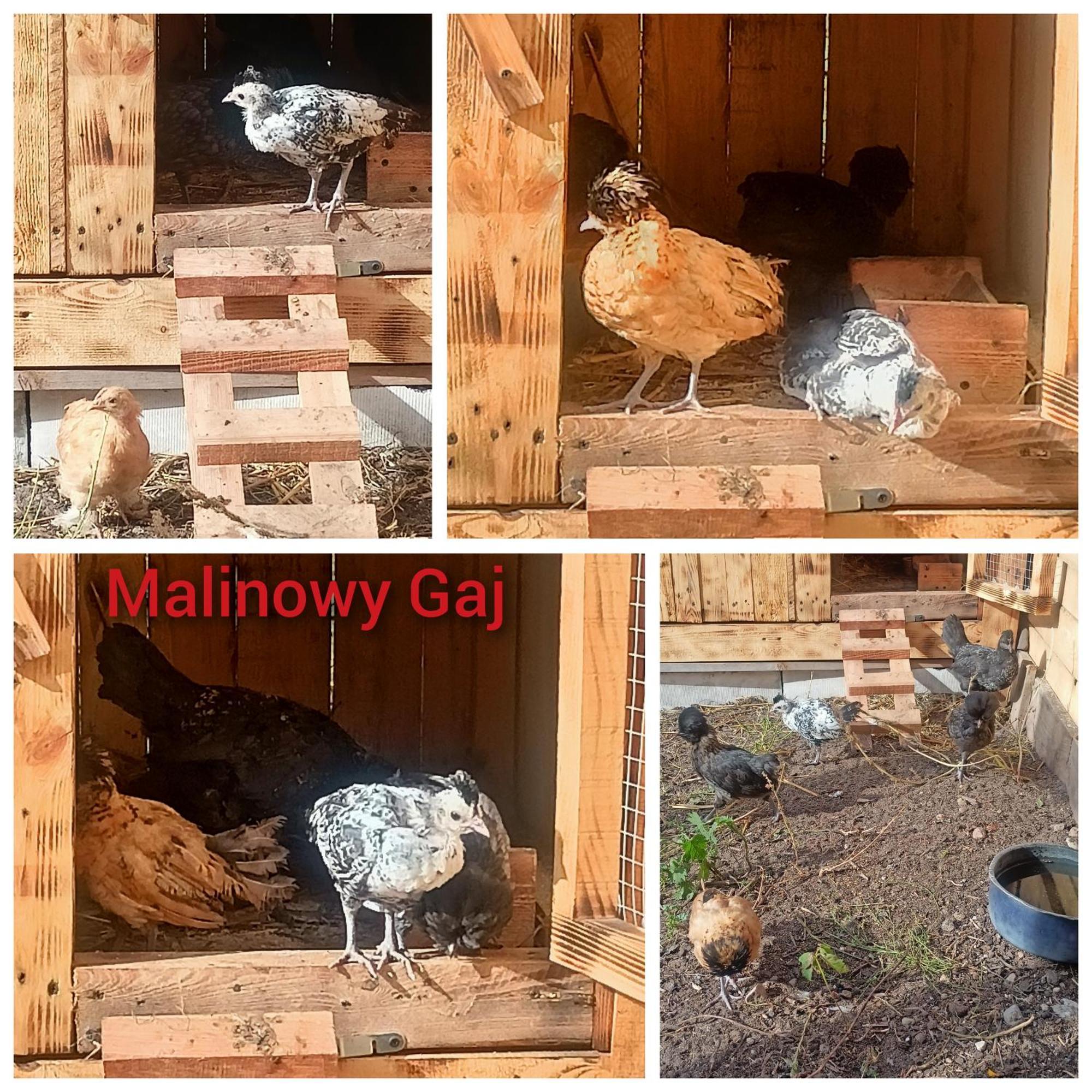 Malinowy Gaj - Agroturystyka Z Alpakami I Innymi Zwierzetami Swietajno  Exteriér fotografie
